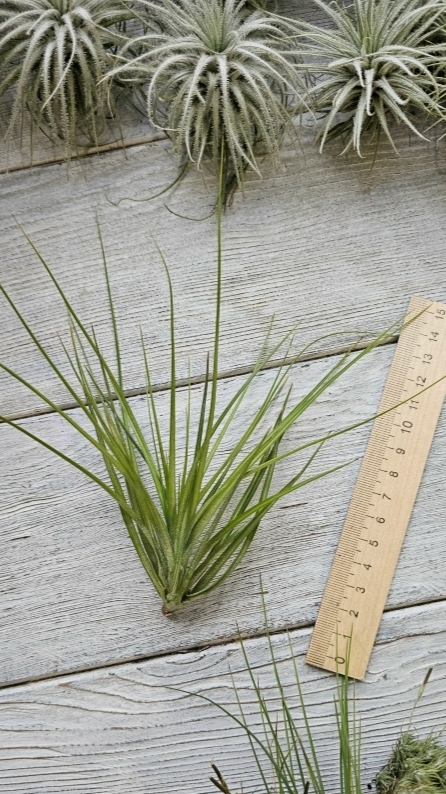 caulescens L front
