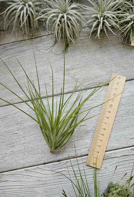 caulescens L front