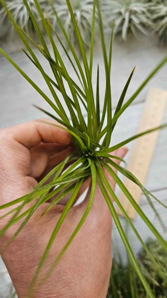 caulescens L hand