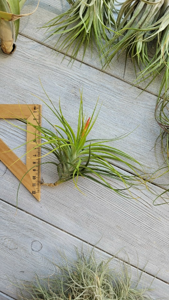 caulescens