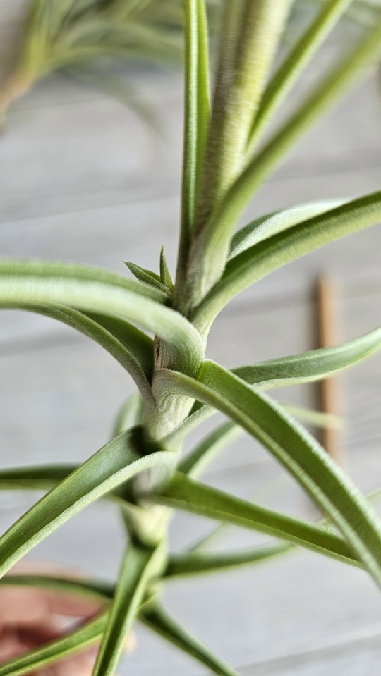 diaguitensis L close