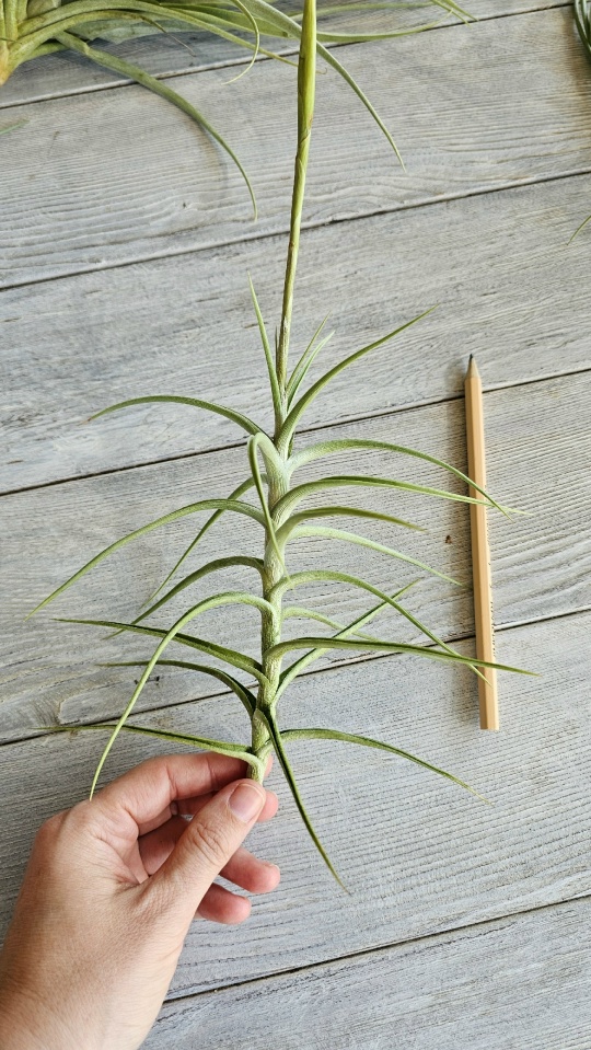 diaguitensis L front