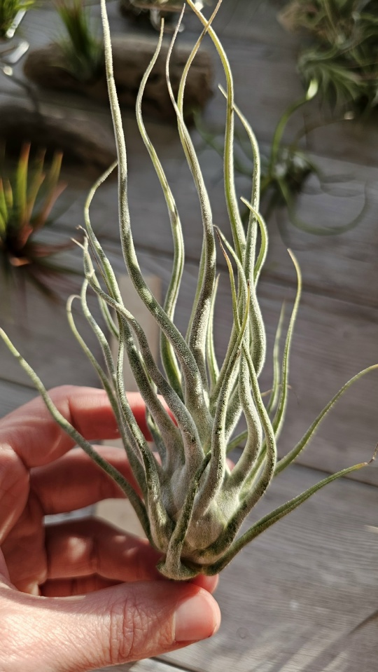 ehlersiana hand