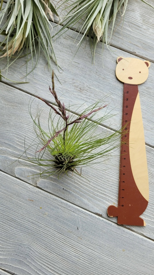filifolia L