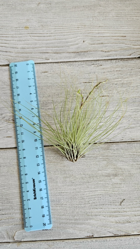 filifolia front