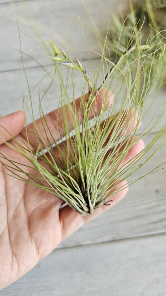 filifolia hand
