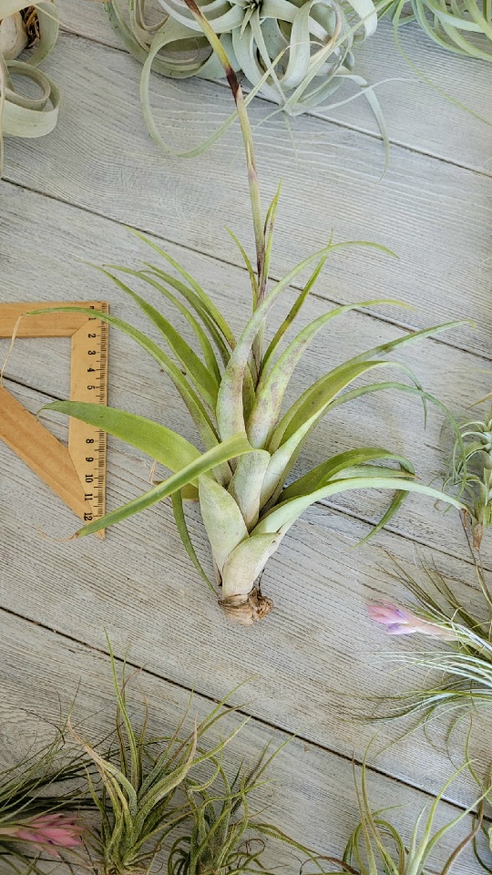 flexuosa vipirara