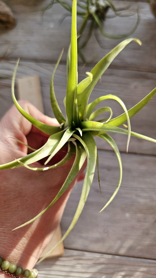 flexuoza vipirara s hand