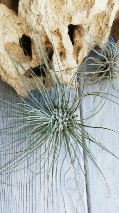 fuchsii argentea front