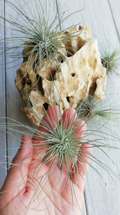 fuchsii argentea hand