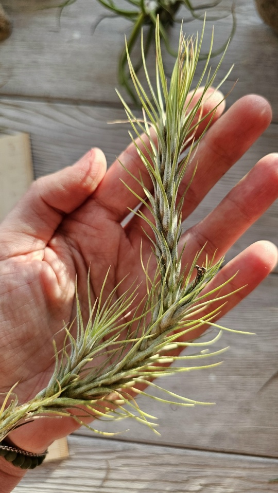 funckiana hand