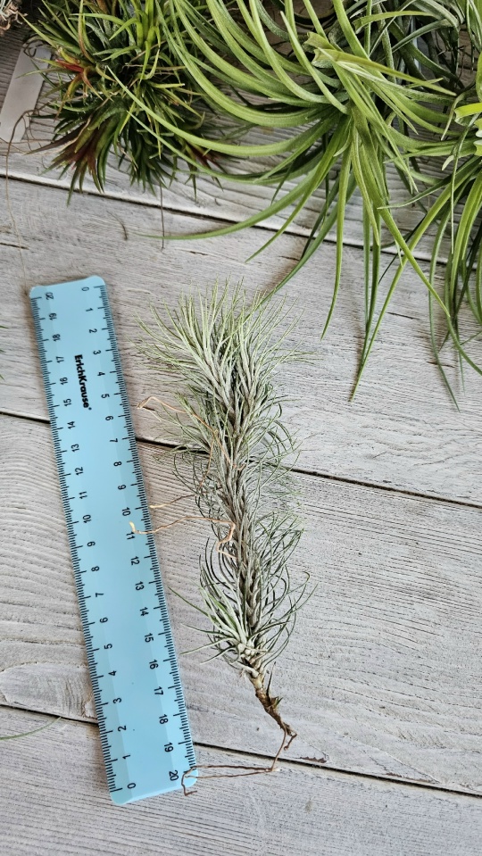 funckiana recurvifolia front