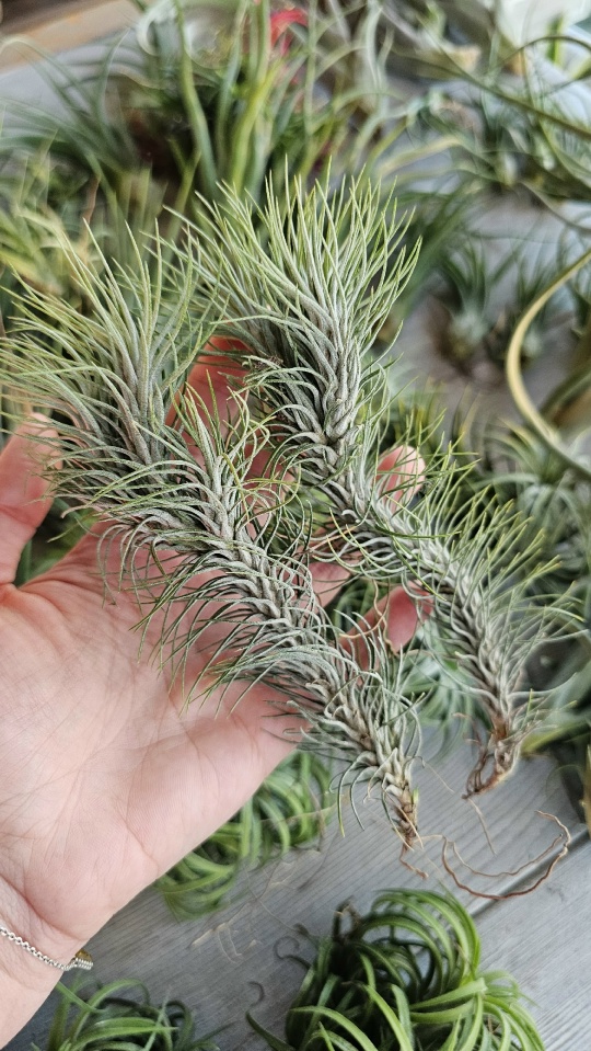 funckiana recurvifolia hand