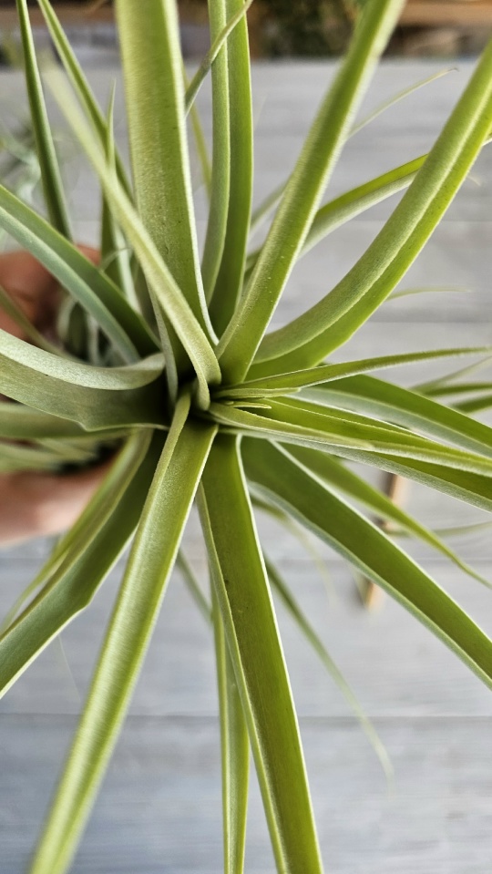 latifolia xl close 2