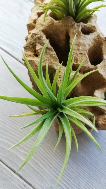 neglecta